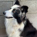 Border Collie Maky,09/2020, ca. 54 cm