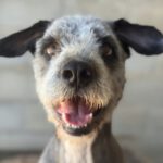 Bearded Collie Mischling Malta,10/2021, ca. 55 cm