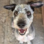 Bearded Collie Mischling Malta,10/2021, ca. 55 cm