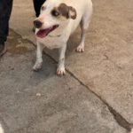 Bodeguero Mischling Maluma, 01/2023, ca. 35 cm