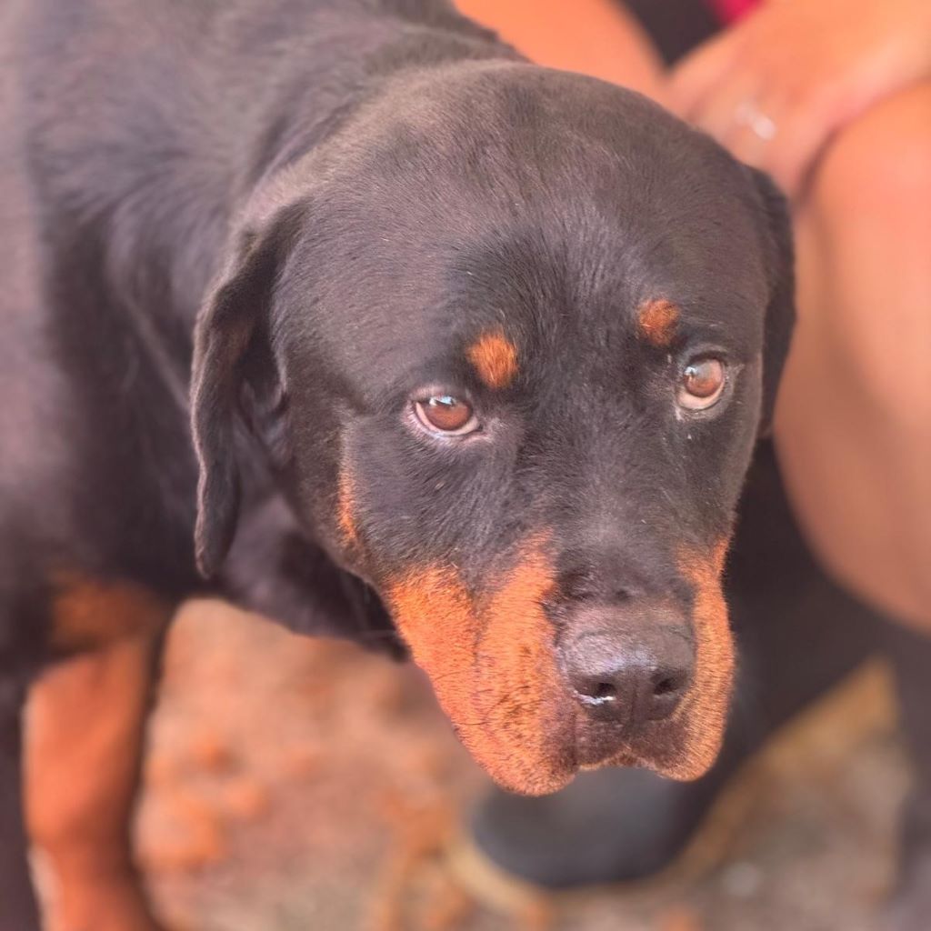 Rottweiler Marisa, 05/2020, ca. 60 cm