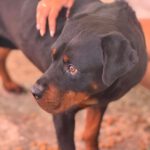 Rottweiler Marisa, 05/2020, ca. 60 cm