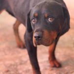 Rottweiler Marisa, 05/2020, ca. 60 cm