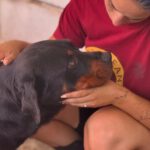 Rottweiler Marisa, 05/2020, ca. 60 cm