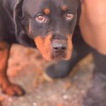 Rottweiler Marisa, 05/2020, ca. 60 cm