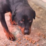 Rottweiler Marisa, 05/2020, ca. 60 cm