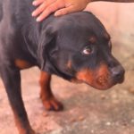 Rottweiler Marisa, 05/2020, ca. 60 cm