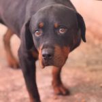 Rottweiler Marisa, 05/2020, ca. 60 cm