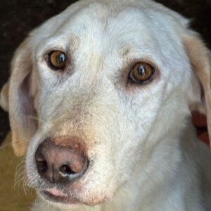 Labrador Marlene, 06/2021, ca. 55 cm