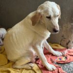 Labrador Marlene, 06/2021, ca. 55 cm
