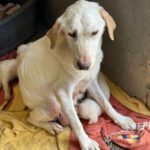 Labrador Marlene, 06/2021, ca. 55 cm