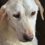 Labrador Marlene, 06/2021, ca. 55 cm