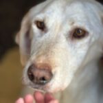 Labrador Marlene, 06/2021, ca. 55 cm