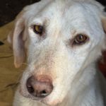 Labrador Marlene, 06/2021, ca. 55 cm