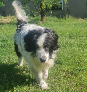 Spendenaufruf Lucero