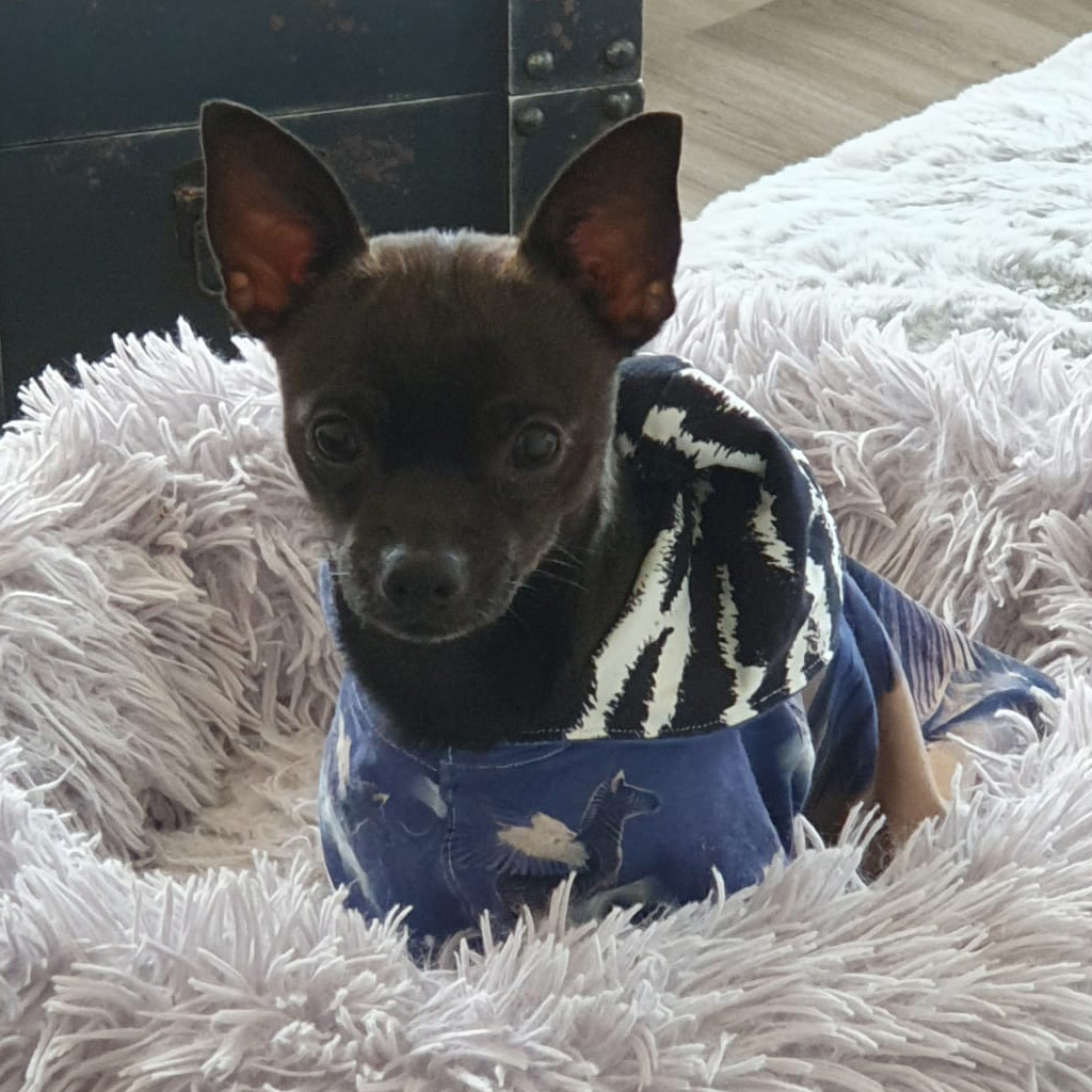Chihuahua Mickey, 01/2020. ca- 20 cm, 23730 Neustadt in Holstein