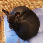 Chihuahua Mickey, 01/2020. ca- 20 cm, 23730 Neustadt in Holstein