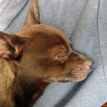 Chihuahua Mickey, 01/2020. ca- 20 cm, 23730 Neustadt in Holstein