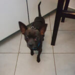 Chihuahua Mickey, 01/2020. ca- 20 cm, 23730 Neustadt in Holstein