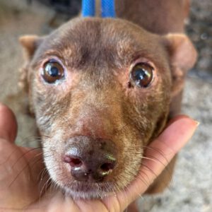 Podenco Maneto Mijita, 05/2014, ca. 35 cm