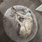 Galgo Milonga, 03/2024, ca. 65 cm, 29690 Essel