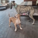 Galgo Milonga, 03/2024, ca. 65 cm, 29690 Essel