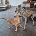 Galgo Milonga, 03/2024, ca. 65 cm, 29690 Essel