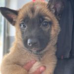 Schäferhund Mischling Molly, 03/2025, Endgröße ca. 60- 65 cm