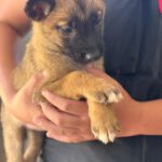 Schäferhund Mischling Molly, 03/2025, Endgröße ca. 60- 65 cm