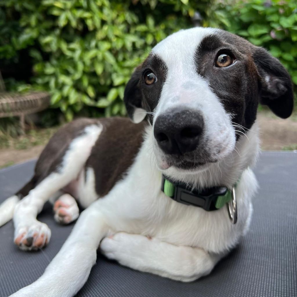 Podenco Mischling Momo, 02/2025, Endgröße ca. 50 cm, 68535 Edingen - Neckarhausen
