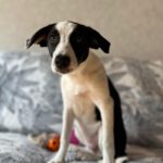 Podenco Mischling Momo, 02/2025, Endgröße ca. 50 cm, 68535 Edingen – Neckarhausen