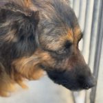 Schäferhund Morena, 01/2016, ca. 60 cm