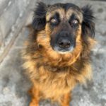 Schäferhund Morena, 01/2016, ca. 60 cm