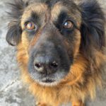 Schäferhund Morena, 01/2016, ca. 60 cm