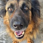 Schäferhund Morena, 01/2016, ca. 60 cm