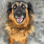 Schäferhund Morena, 01/2016, ca. 60 cm