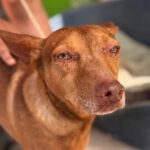 Podenco Moro, 04/2019, ca. 45 cm