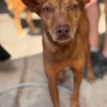 Podenco Moro, 04/2019, ca. 45 cm
