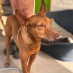 Podenco Moro, 04/2019, ca. 45 cm