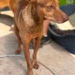 Podenco Moro, 04/2019, ca. 45 cm
