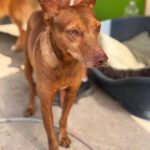 Podenco Moro, 04/2019, ca. 45 cm