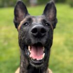 Malinois Mulan, 05/2021, ca. 65 cm, 94127 Neuburg am Inn