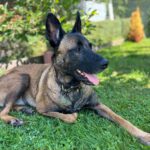 Malinois Mulan, 05/2021, ca. 65 cm, 94127 Neuburg am Inn