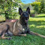 Malinois Mulan, 05/2021, ca. 65 cm, 94127 Neuburg am Inn