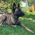 Malinois Mulan, 05/2021, ca. 65 cm, 94127 Neuburg am Inn