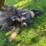 Malinois Mulan, 05/2021, ca. 65 cm, 94127 Neuburg am Inn