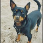 Zwergpinscher Chihuahua Mischling Natascha, 06/2022, ca. 25 cm,23972 Dorf Mecklenburg