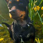 Zwergpinscher Chihuahua Mischling Natascha, 06/2022, ca. 25 cm,23972 Dorf Mecklenburg