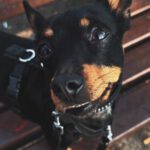 Zwergpinscher Chihuahua Mischling Natascha, 06/2022, ca. 25 cm,23972 Dorf Mecklenburg