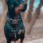 Zwergpinscher Chihuahua Mischling Natascha, 06/2022, ca. 25 cm,23972 Dorf Mecklenburg